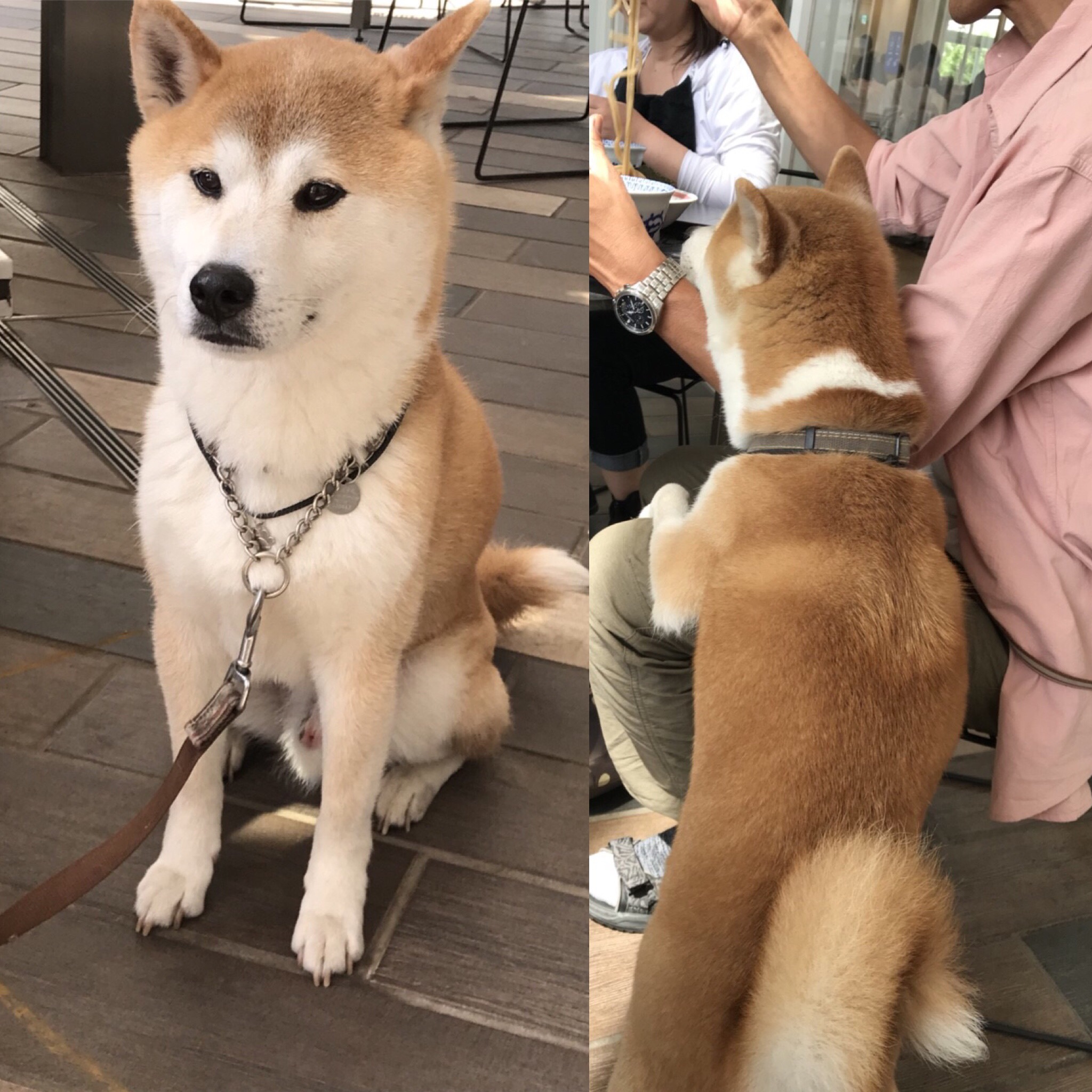 捜索 柴犬探してます 小田原犬猫レスキュー Com 里親募集 迷子捜索